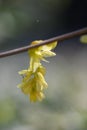 Spike winter hazel Corylopsis spicata, budding flower